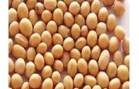 REFINED SOYABEAN OIL