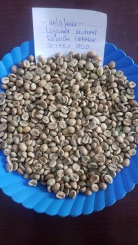 Robusta coffee  Origin: Uganda